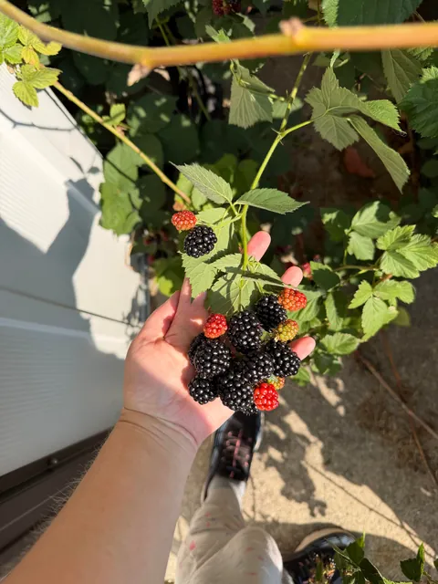 3.5 pounds of wild blackberries from my backyard!!! I just LOVE that bush so much. I do absolutely nothing, and it gifts me with beautiful, wonderfully grown fruit every year.