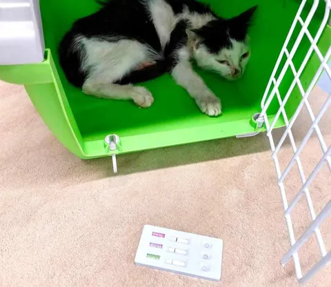 Sick, chewed up by dogs, lungs destroyed and given only a week to live when he was a kitten to being healthy and loved, meet my little fighter Kiki