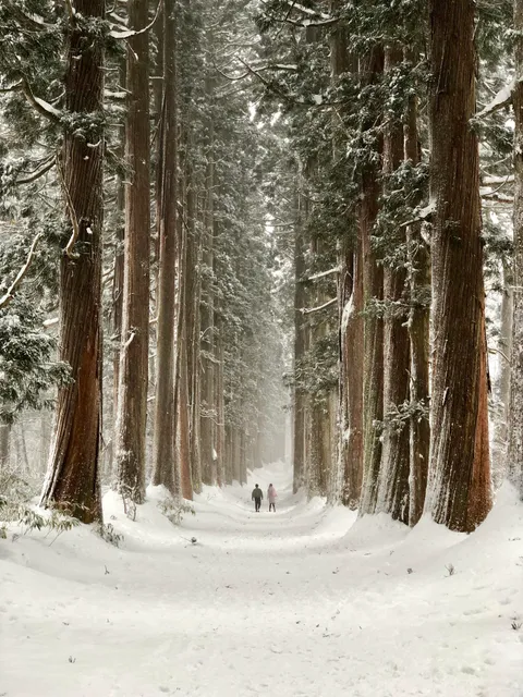 The most serene place ive ever been to. The mountains of togakushi, nagano, japan.