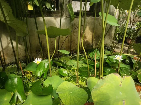 My lotus &amp; water lily bloomed together today