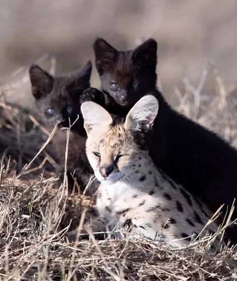 🔥 Black Serval 🔥