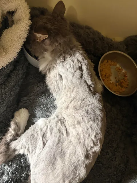 Update on Stella: the emaciated, abused cat, confined to a bathroom for 10 years - mats are removed and she’s ready for her new life with her loving home!