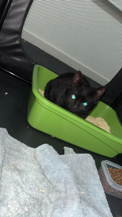 Cat distribution system