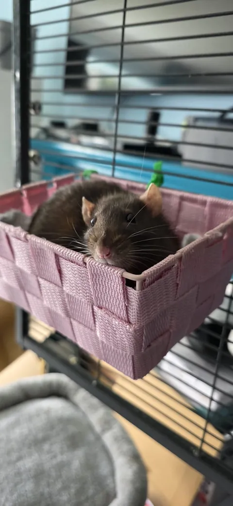 By Popular Demand - More Loup