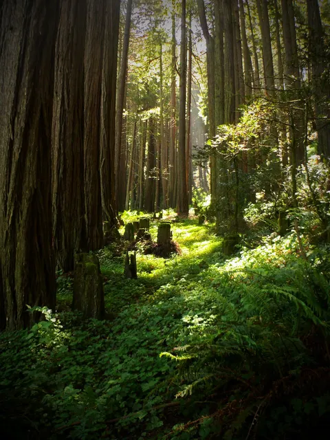 Redwoods national park [OC] [1200x1600]