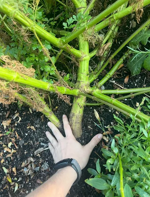 So annoyed at this giant cosmos with NO FLOWERS