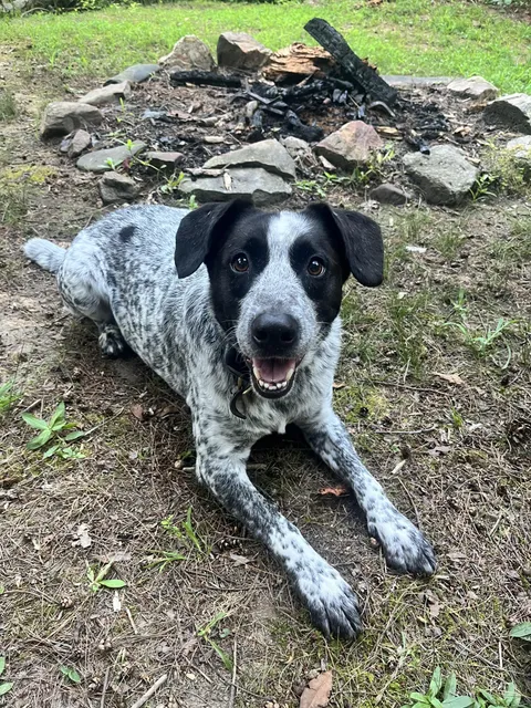 Kenny giving his best treat smile.