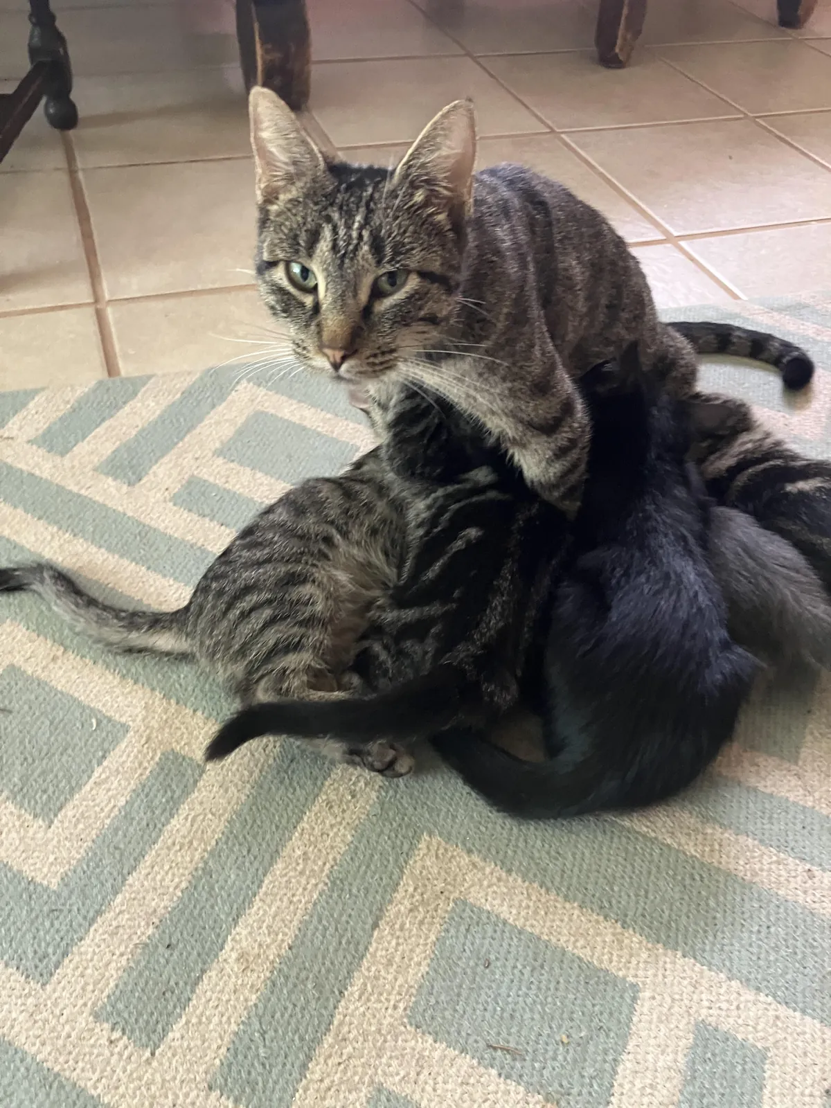 Pity the mama cat with five 7-week old kittens still nursing on her…