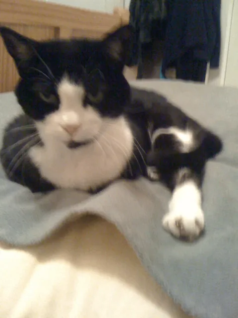 My cat of 17 years finally departed for heaven earlier this morning