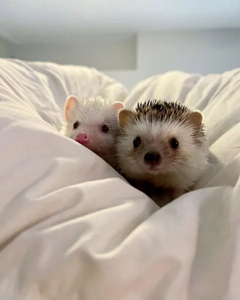 Cuties