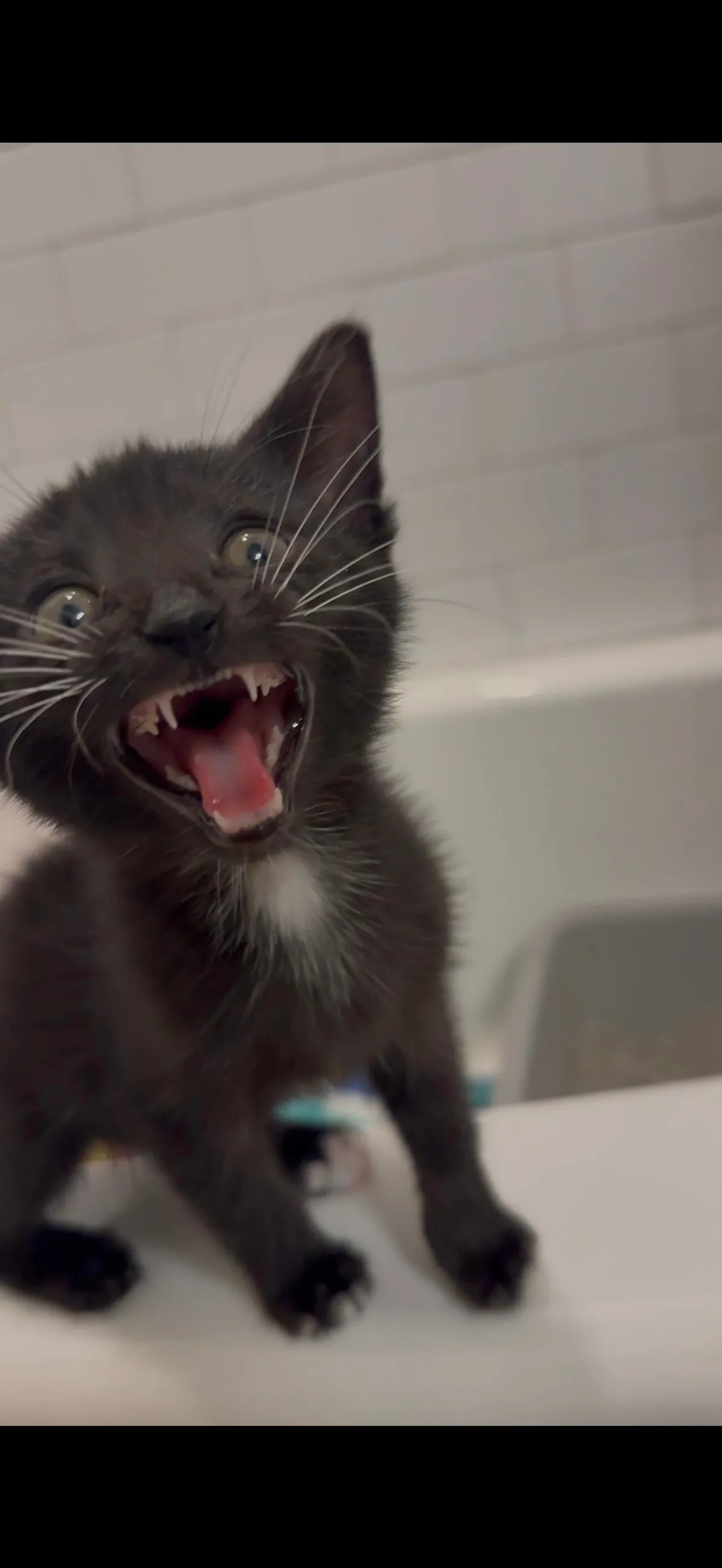 Michael was found in a truck engine and was lured out with tuna