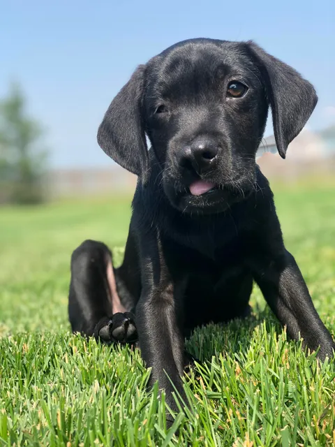 Felix has a cleft palate, a cleft lip, and one good eye 😆. He’s a great pup.