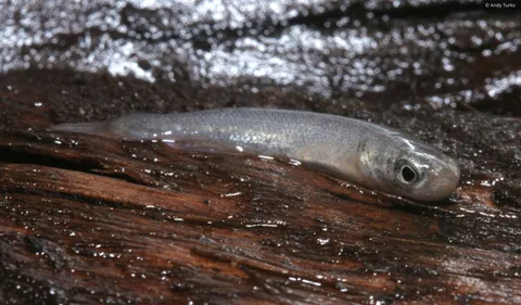 🔥This is the mangrove killifish. It can live on dry land for up to 60 days and breathes air. Only known fish that is both male and female and can reproduce with itself.
