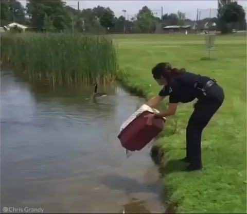 Momma duck adopts orphaned ducklings without any hesitations.