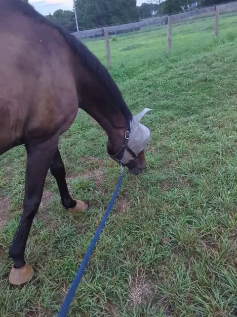 Uncle Frank only eats grass, we want to grow up big and strong like him!