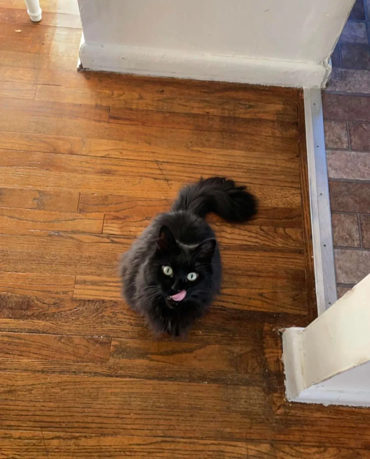 He appeared on Halloween—the night we got engaged. We didn’t choose him. He chose us.