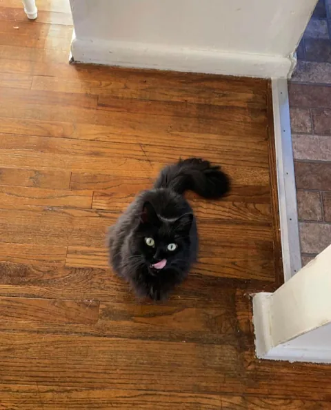 He appeared on Halloween—the night we got engaged. We didn’t choose him. He chose us.