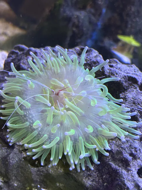 Found my new $30 cleaner shrimp… my kids has already named it :(