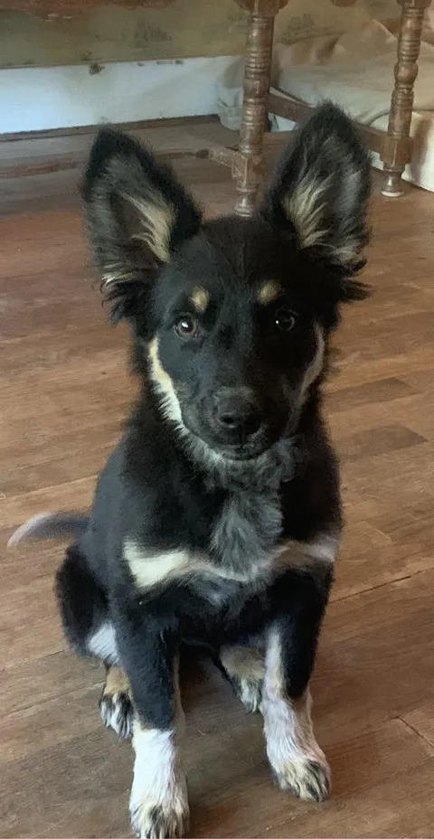 Happy is a German Shepard, blue heeler, pug, border collie.