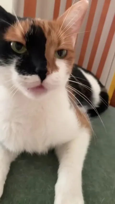 What is my kitty trynna tell me?