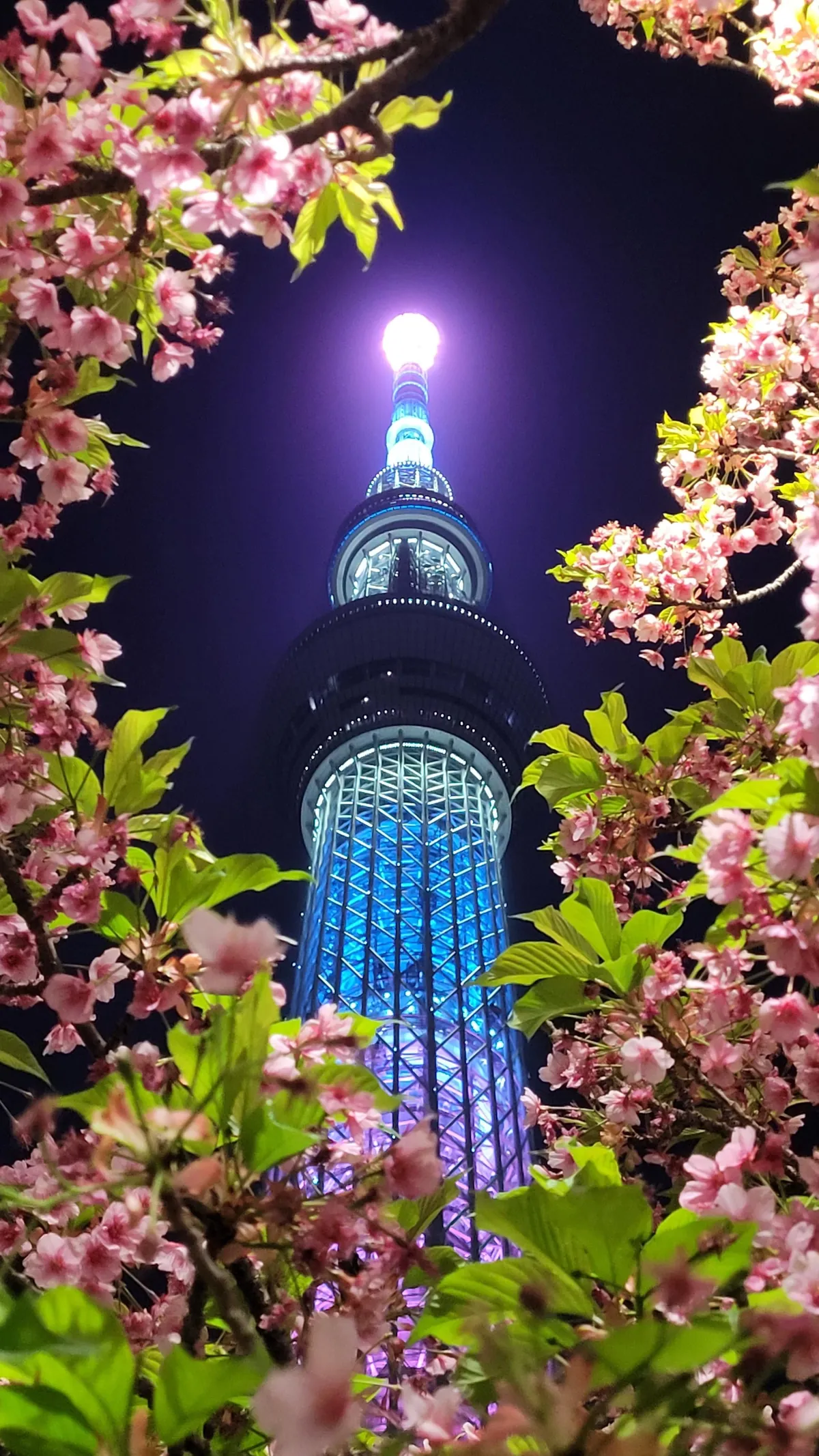 Tokyo under cherry blossoms, Mar/Apr 2025