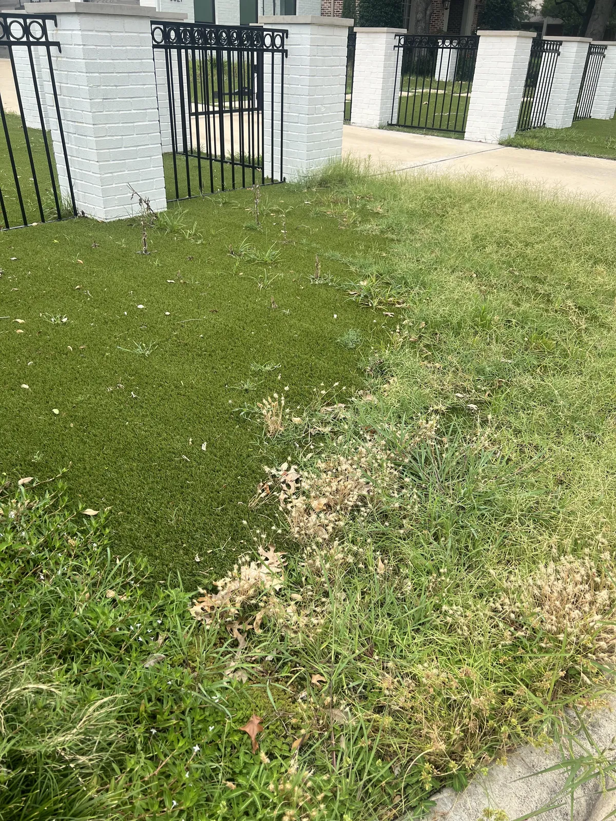 My neighbors fake grass is being overrun by real grass