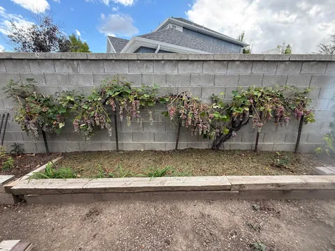 Grapes, help me!