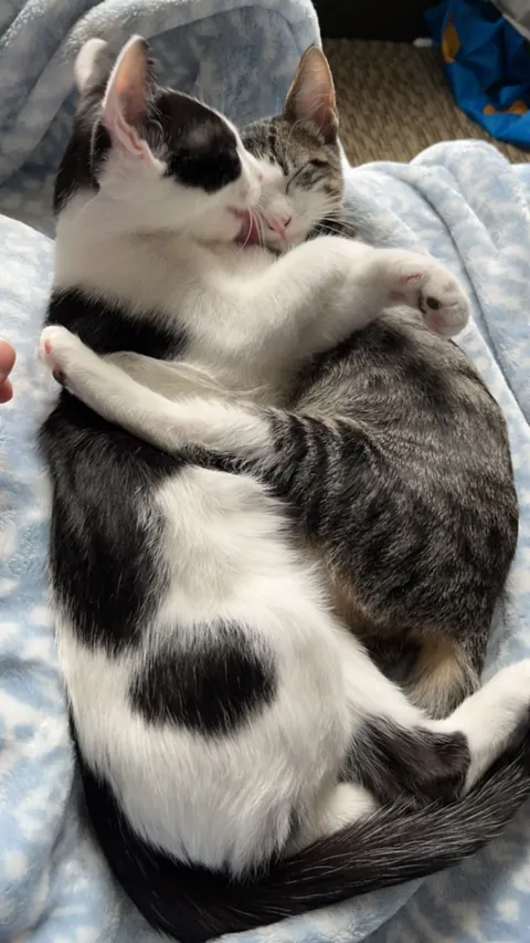 I lost my cat to a freak accident and I can't move on