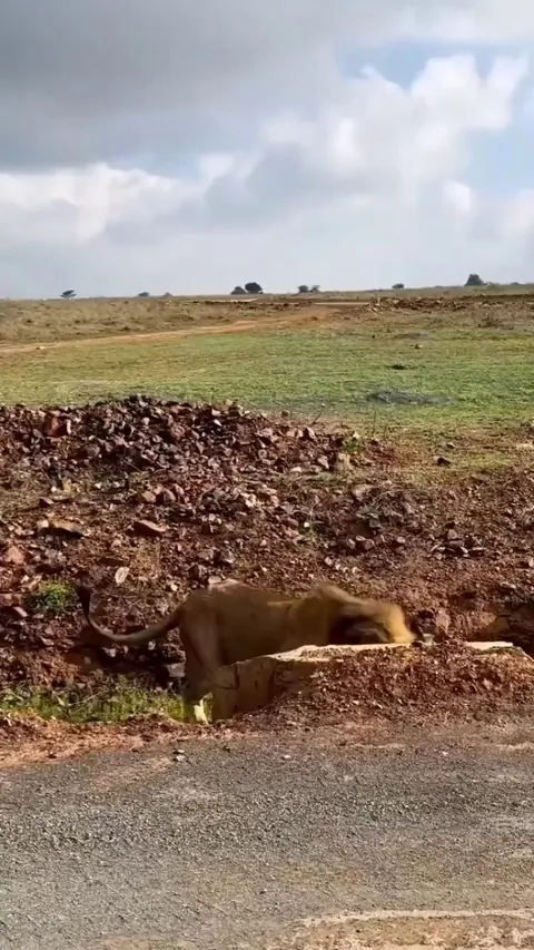 🔥. The sheer power and sound of this lion confrontation is terrifying