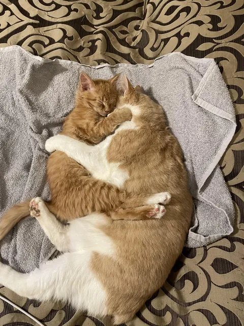 Before I took Cheddar in (orange kitten on the left), he bonded with my mom’s cat Triscuit. Triscuit has a long history of being nurturing to kittens that show up via the Cat Distribution System