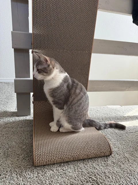 My husband and I adopted our first ever cat yesterday and we’re obsessed with him already!