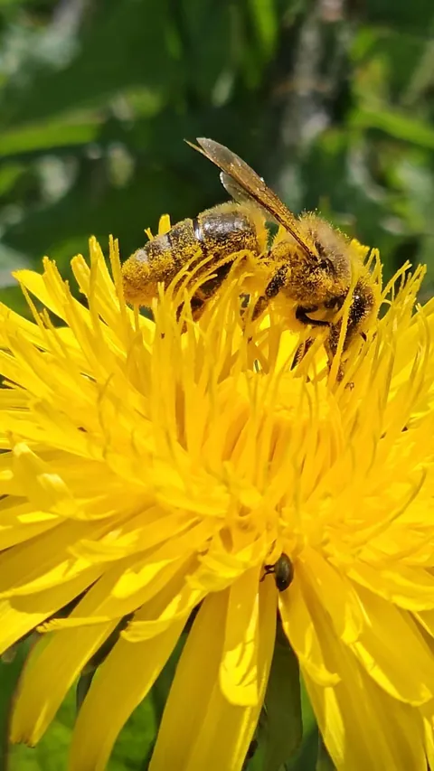 They could never make me hate you, dandelions