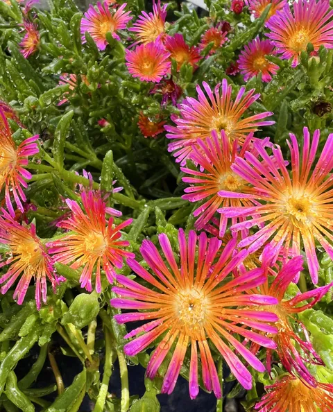 My flowers are thriving this summer💖