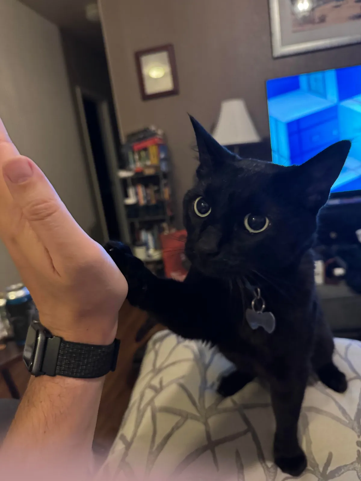 Severian is new here and wants everyone to know that he can, in fact, cat with the best of them