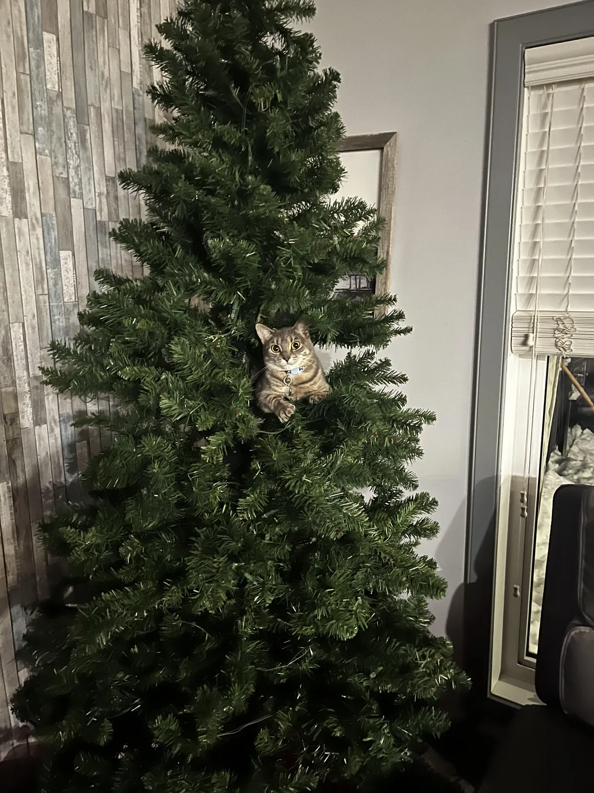 Any suggestions how to get a cat out of a Christmas Tree??