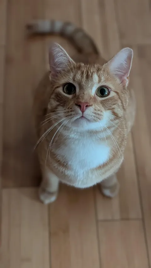 Like his Hobbit namesake Samwise, this boy loves his cheese 🧀