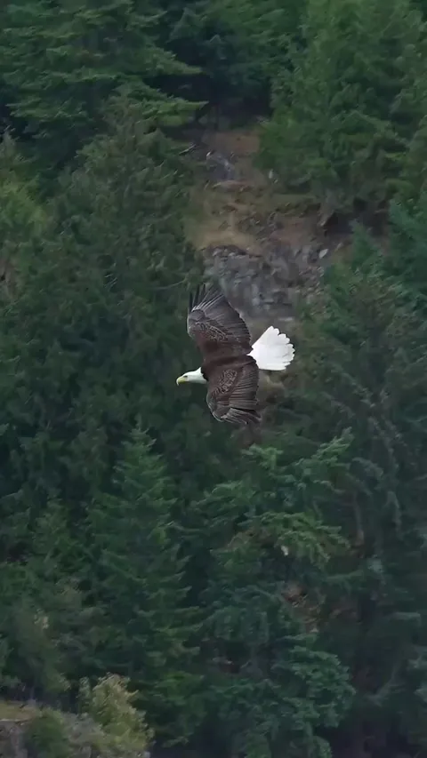 Eagle catches a fish and then swallow it in mid air