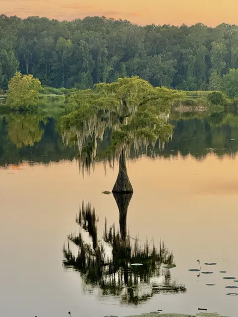 🔥Cypress tree draped in Spanish moss