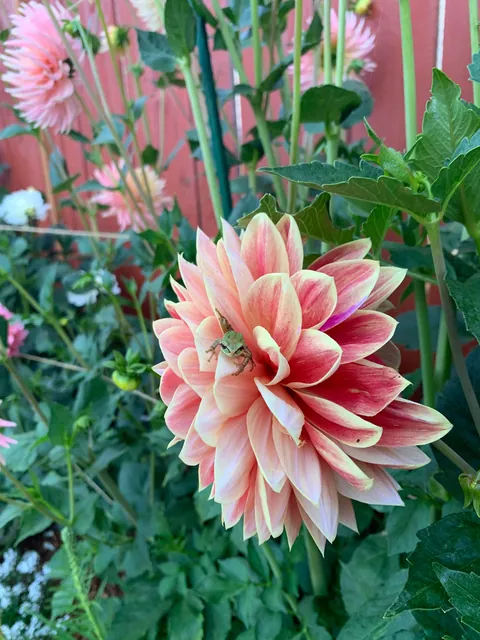 These silly guys have been a highlight of my summer 🐸