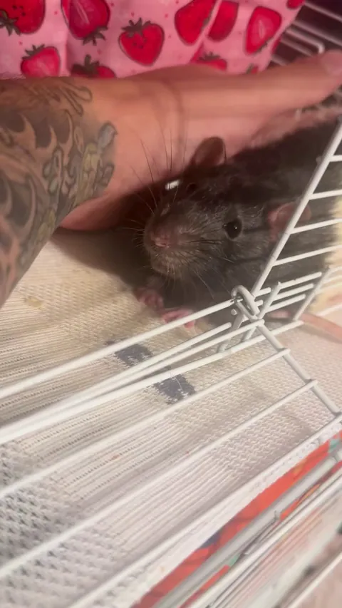 FINALLY ITS MY TURN!! IS MY RAT OKAY?? THE EYE THING AND THE LICKING MEANS HE HATES ME RIGHT???