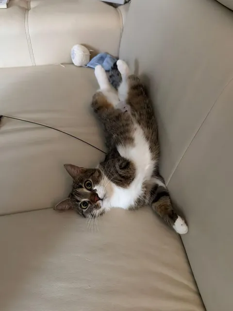 Cat portrait tattoo done by Federica at Old Bastards Tattoo Bucharest, Romania