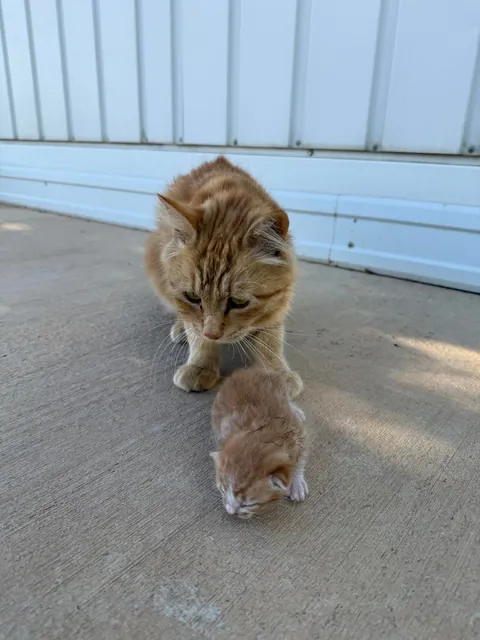 She wanted me to meet her kitten