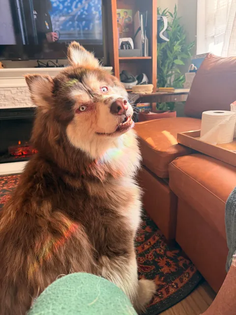 Augie basking in his rainbows