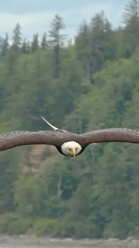 🔥Bald Eagle Snatches Up Fish