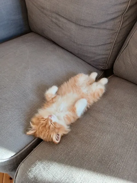 My rescue kitten, Pippi