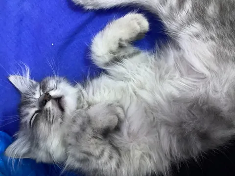 My brother’s cat sleeps with his mouth open