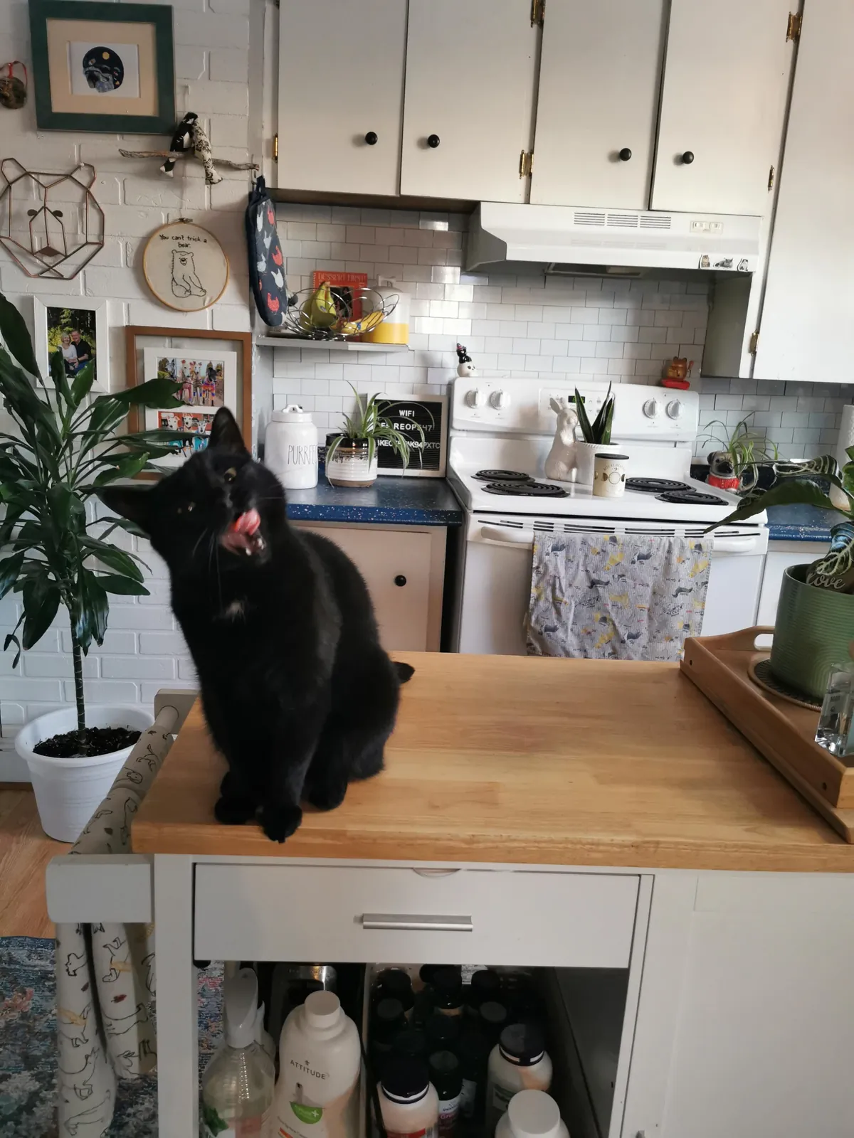 I'm working overnights and forgot to tell my husband about her new morning treat routine so I came home to some interesting faces this am 🖤