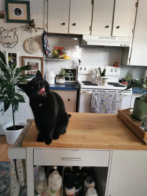 I'm working overnights and forgot to tell my husband about her new morning treat routine so I came home to some interesting faces this am 🖤