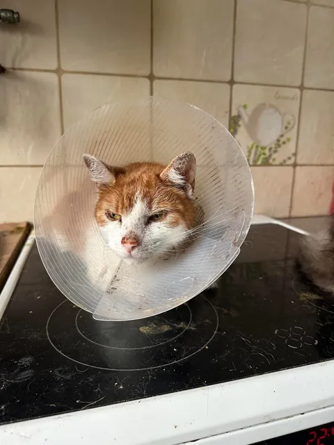 I volunteer at a cat hospice and it’s a place full of love