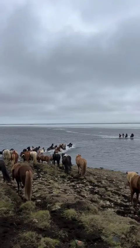 🔥 Unforgettable Moments With Iceland’s Most Majestic Horses